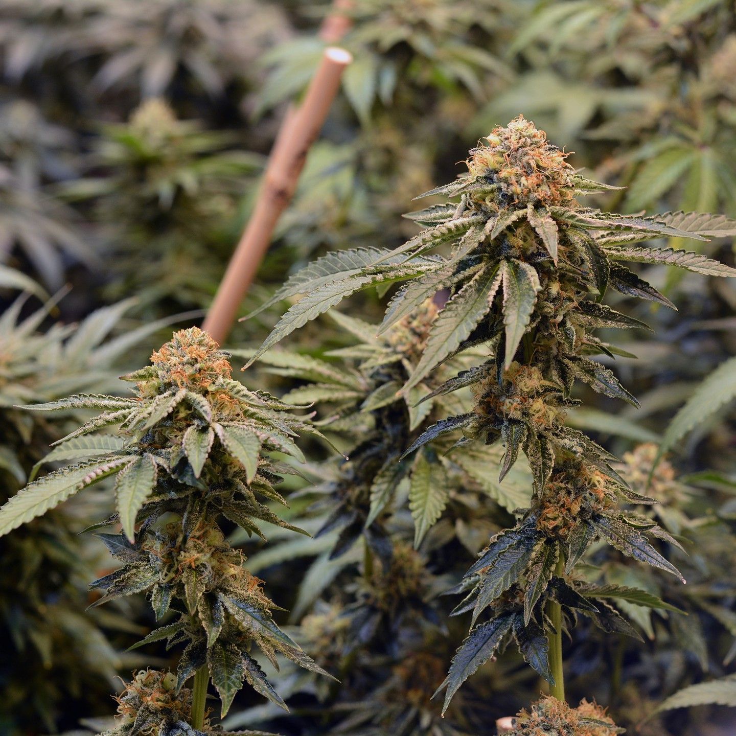 Animal Cookies x Purple Punch Strain Info / Animal Cookies x Purple