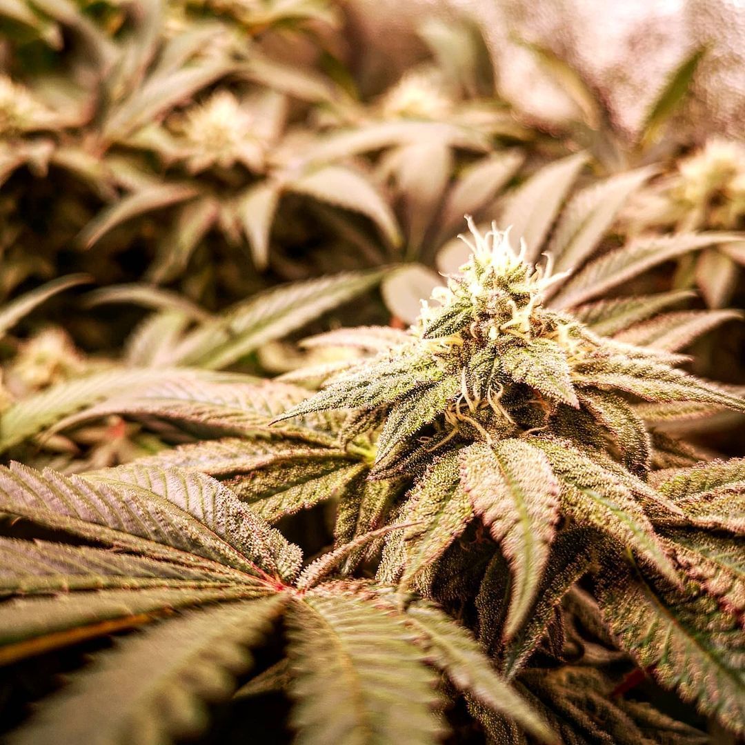 Watermelon Zkittlez x Animal Cookies Strain Info / Watermelon Zkittlez