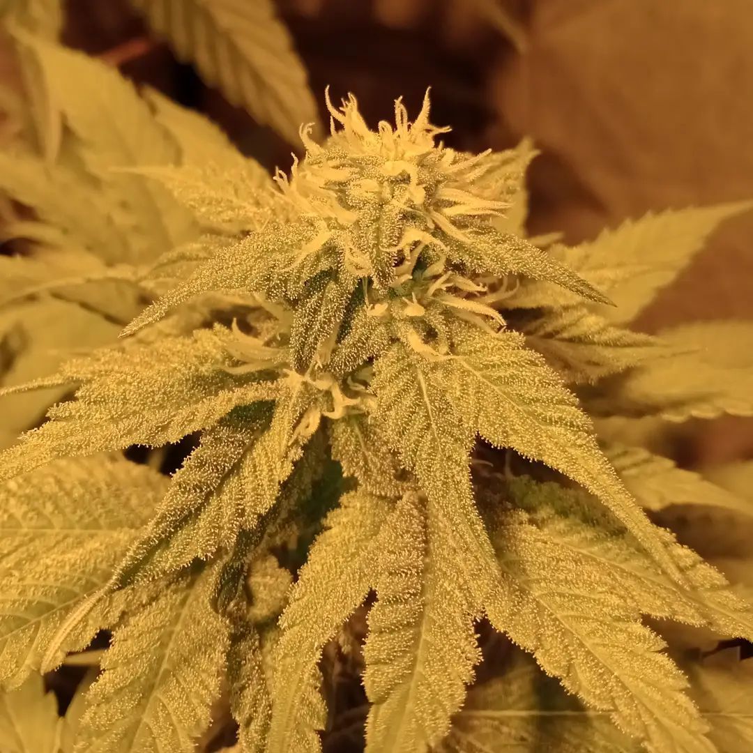 Watermelon Zkittlez x Bubba Kush Strain Info / Watermelon Zkittlez x