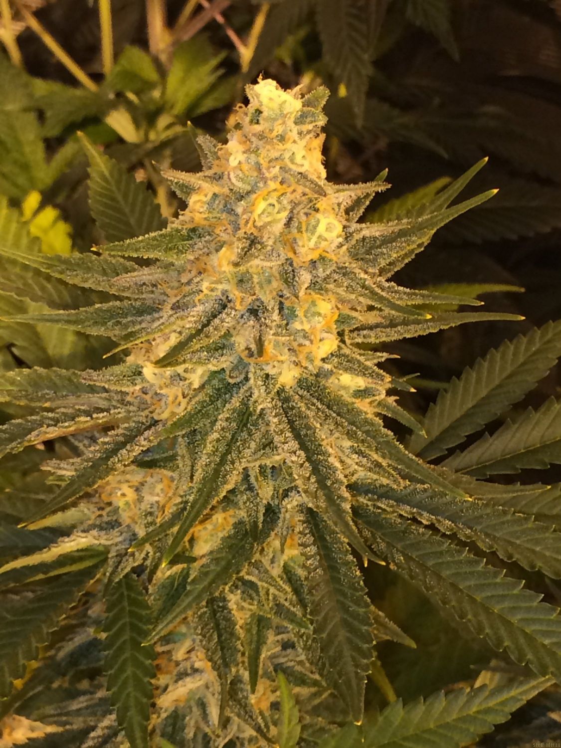 Critical Sensi Star Early Version Delicious Seeds Strain Info Growdiaries