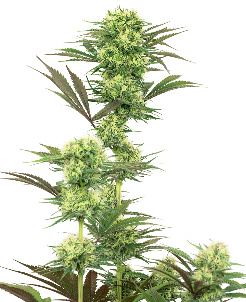 Guava Jelly Strain Info / Guava Jelly Weed By White Label GrowDiaries