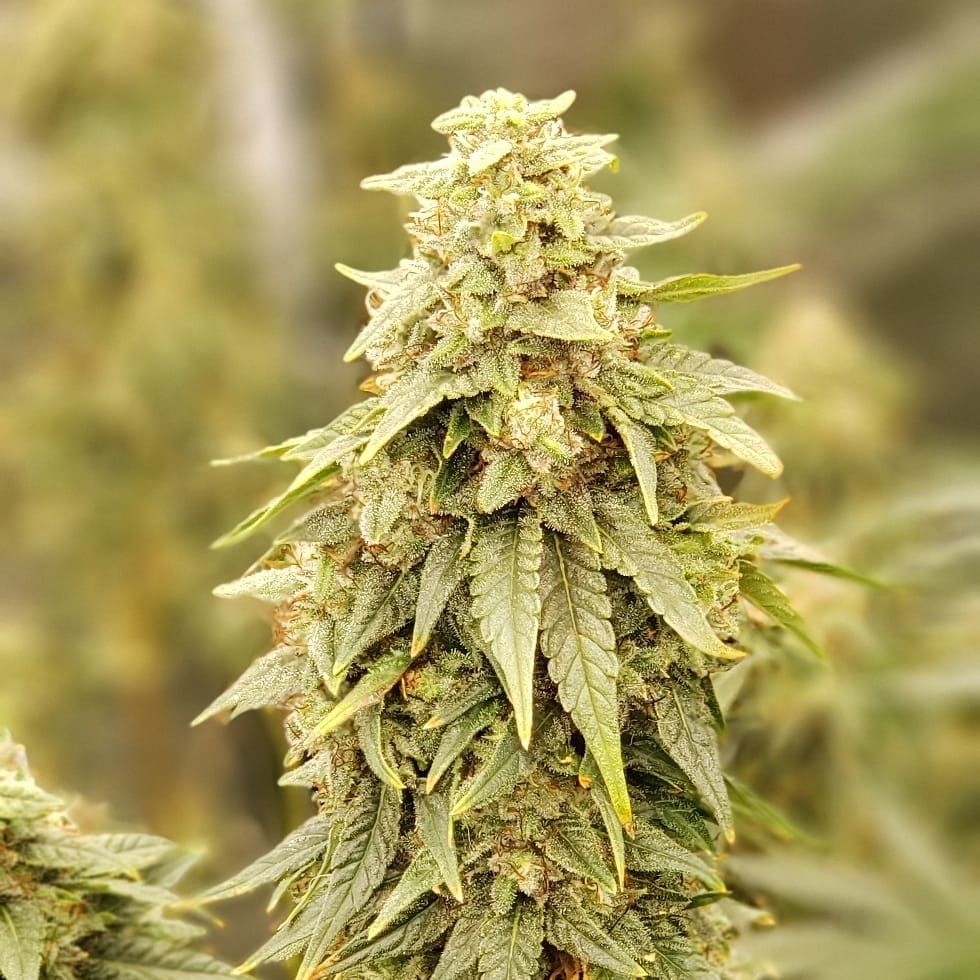 Lilac Diesel RBX2 / ETHOS Genetics strain info - GrowDiaries Lilac Diesel RBX2 / ETHOS Genetics strain info - GrowDiaries