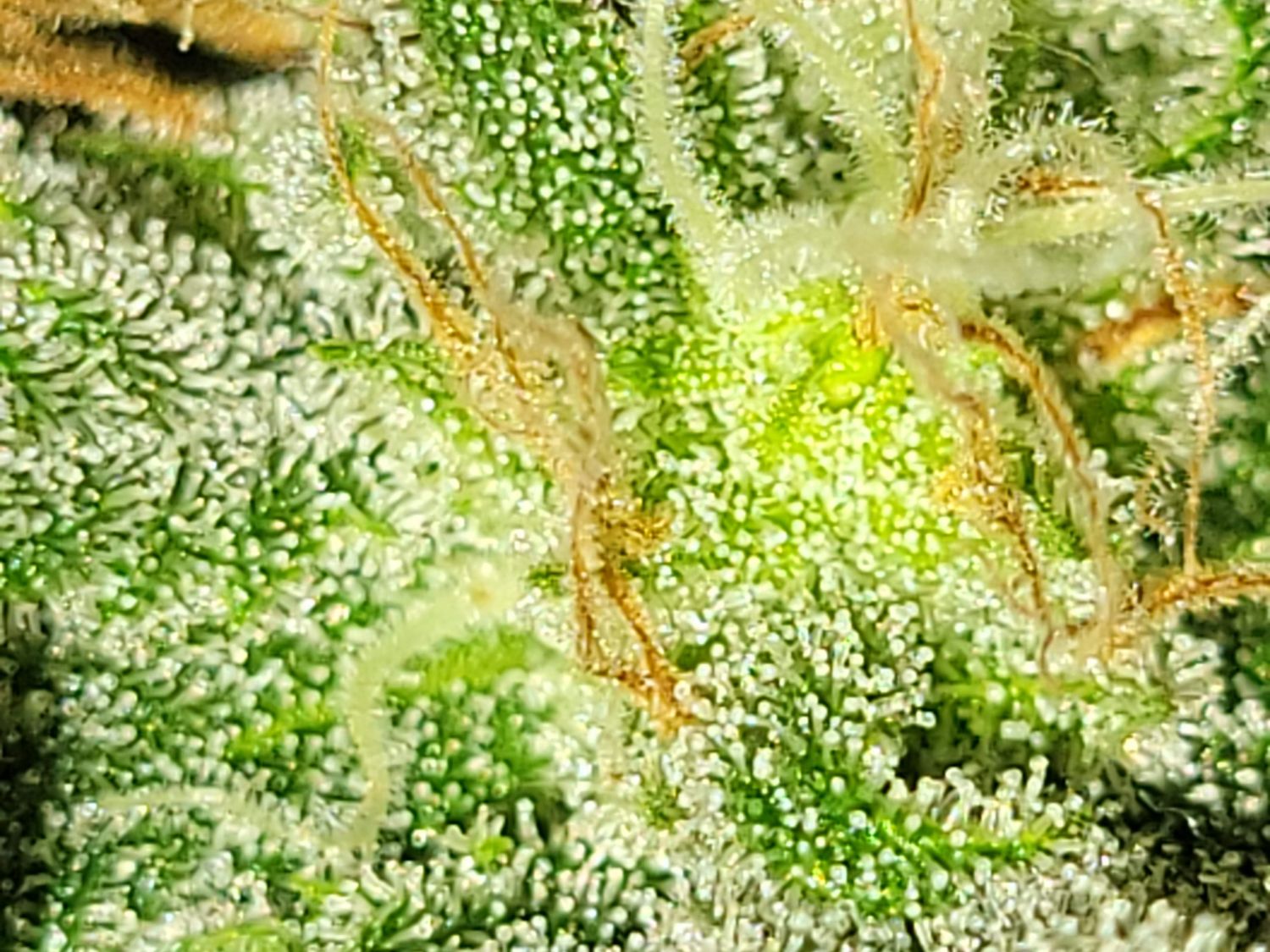 Banana Daddy Auto R BX2 Strain Info / Banana Daddy Auto R BX2 Weed By