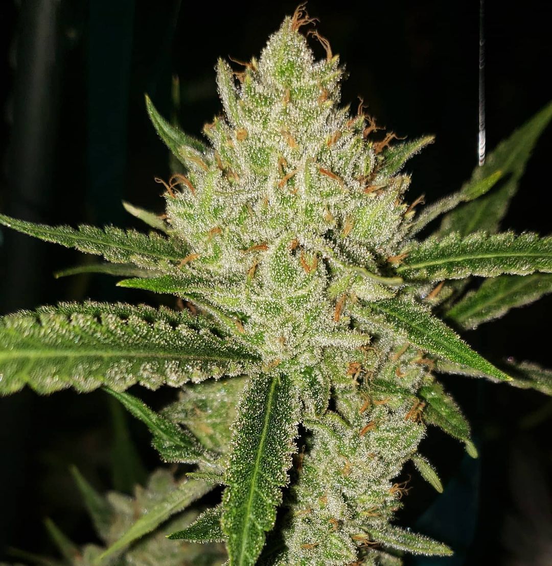 Pina Auto R BX2 Strain Info / Pina Auto R BX2 Weed By ETHOS