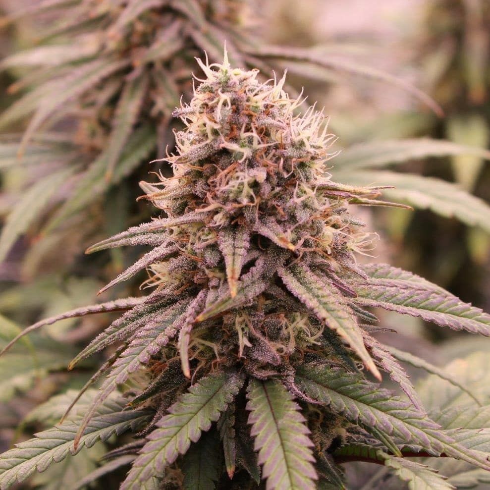 Early Lemon Berry RBX Strain Info / Early Lemon Berry RBX Weed By ETHOS