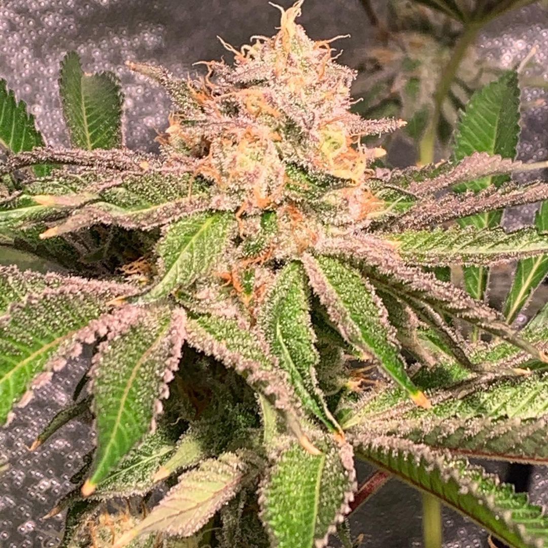 Coney Island Cotton Candy Strain Info / Coney Island Cotton Candy Weed