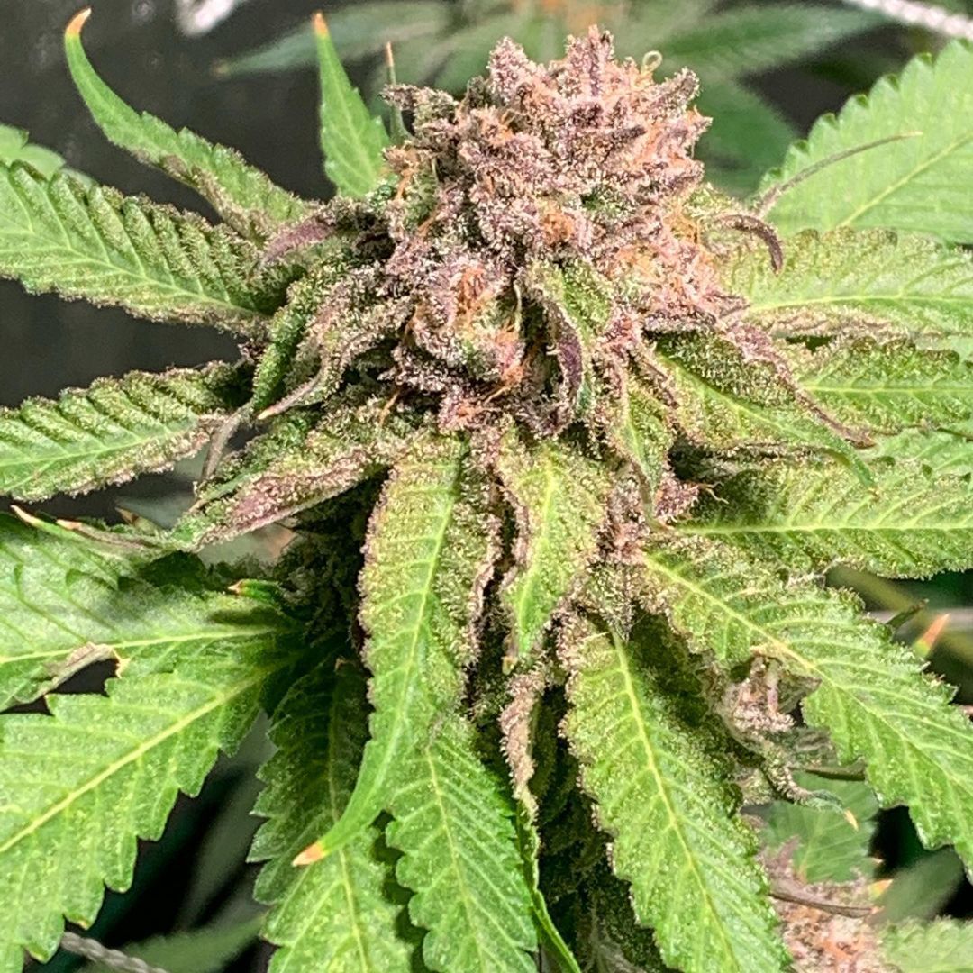 Sour Patch Kiss Feminised Seeds - Seed Madness