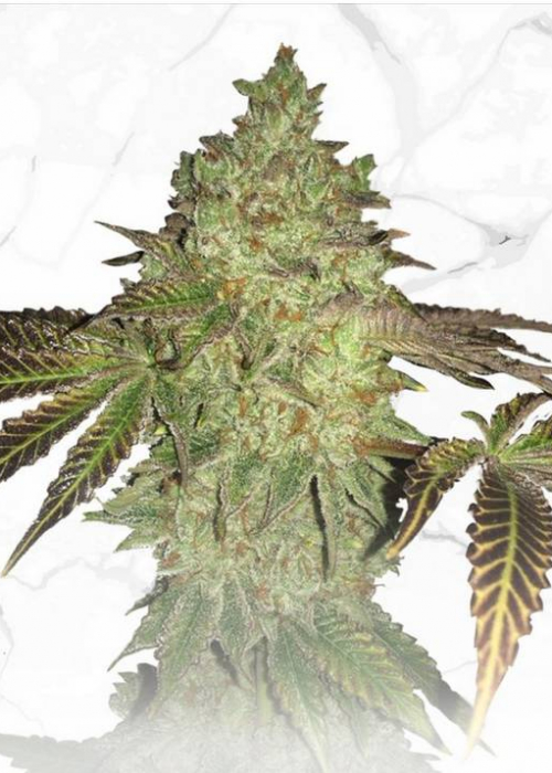 Sour Cake Strain Info / Sour Cake Weed By T.H.Seeds GrowDiaries