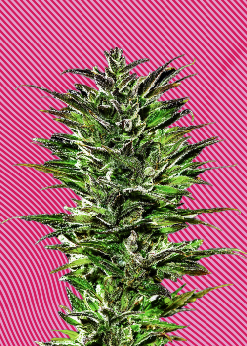 Hypno Seeds Strains Rating Growdiaries 