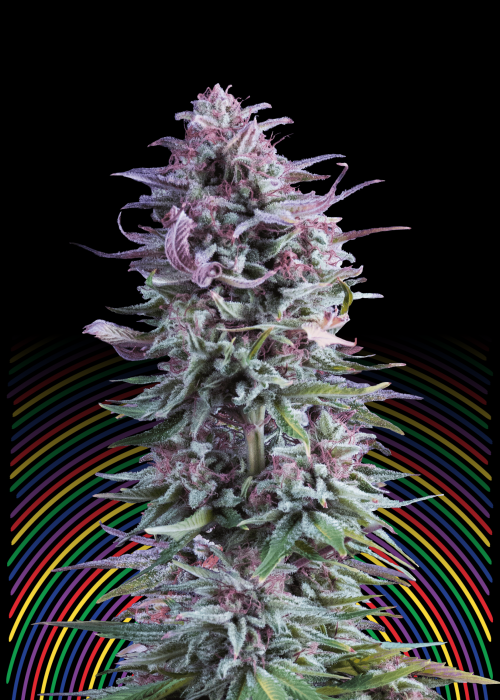 hypnos strain