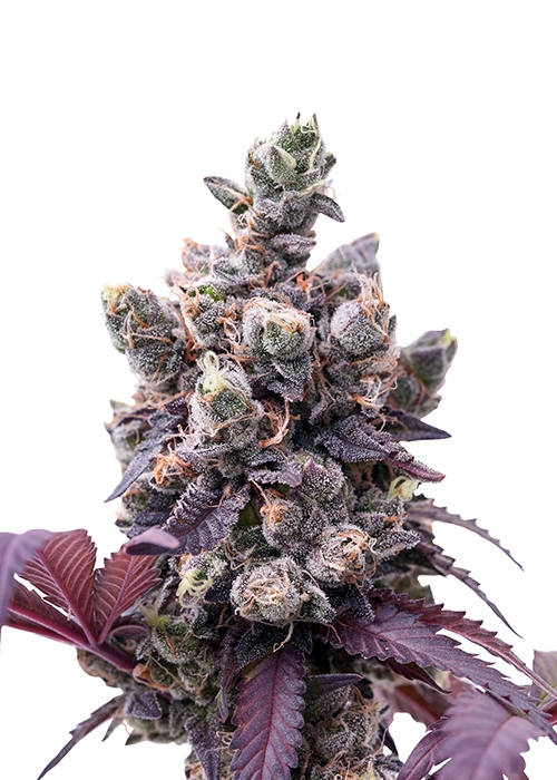  Wedding  Gelato  Royal Queen Seeds strain  info GrowDiaries