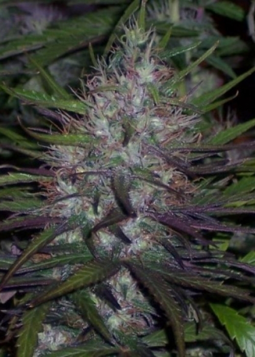 GrowDiaries BC Bud Depot