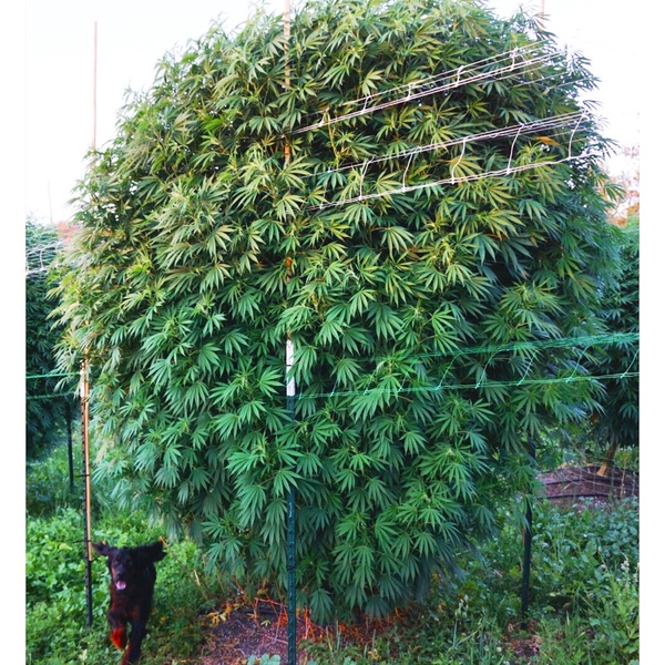 Session Sour Diesel / Massive Seeds strain info GrowDiaries