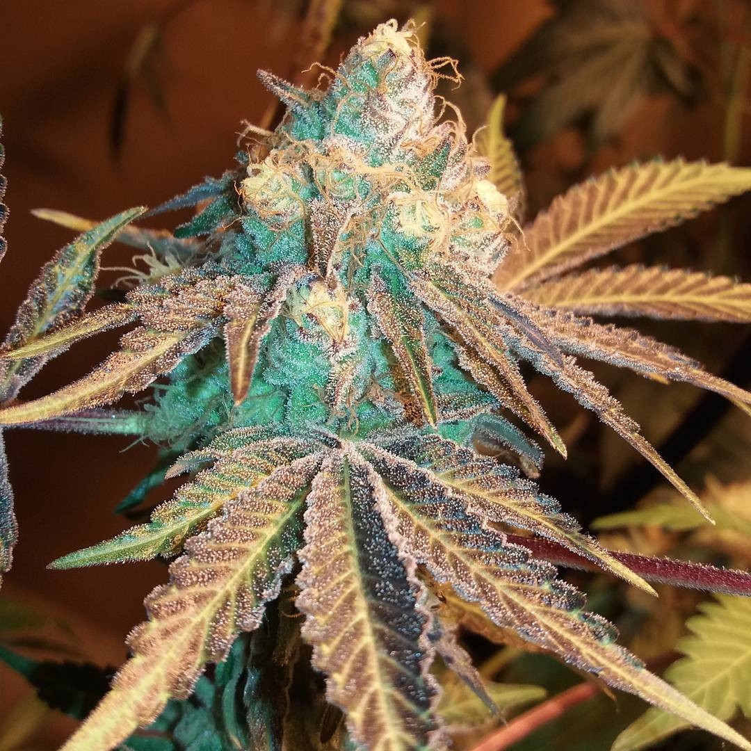 Phantom Cookies / Grand Daddy Purp strain info - GrowDiaries