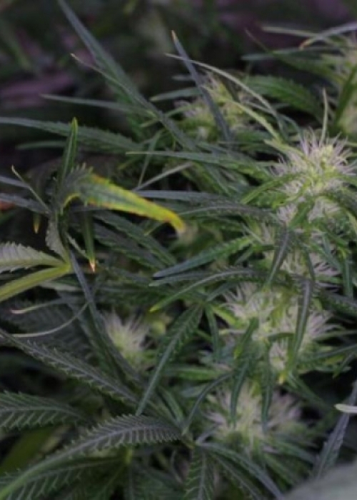 GrowDiaries BC Bud Depot