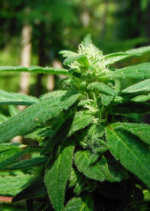 GrowDiaries BC Bud Depot