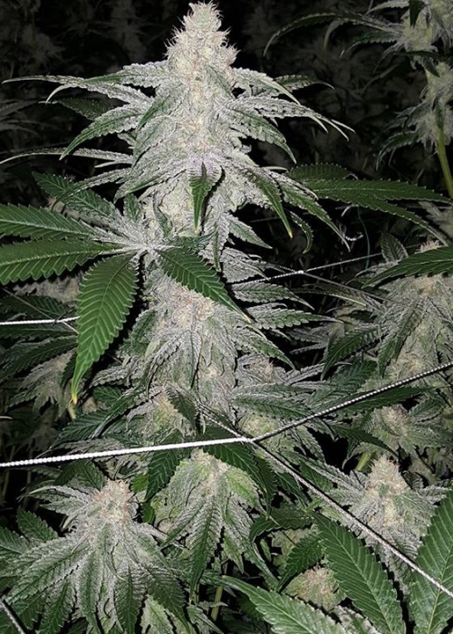 strain 7 wedding cake rating Strains Boys breeder. Jungle GrowDiaries strain 7 wedding cake rating Strains Boys breeder. Jungle GrowDiaries