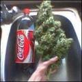 Hydrohippy_1