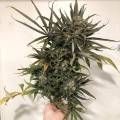TonyTrichomes