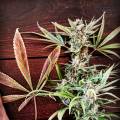 Drowcc_Genetics