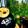 DoDrugs420