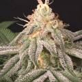 the_canna_scientist