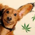 DogDoctor