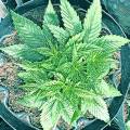 growlikepros