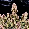 M420_GROWS