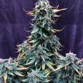 M420_GROWS