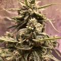 M420_GROWS