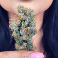 TheDrGreenThumb