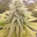 BDar_medicine